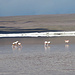 Kein Eis, sondern Salz und Flamingos auf der Suche nach Salzkrebsen 