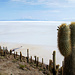 Auf der Isla Incahuasi mitten im Salzsee Salar de Uyuni