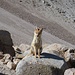 Zorro, der Fuchs (auf ca. 5300m)