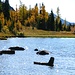 Am Grizzly Lake
