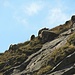 Schafe am Pizzo dei Tirz: Cima occidentale