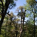 uralte Nothofagus-Bäume im ersten Teil des Trails