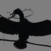 Das Gefieder der Kormorane wird im Gegensatz zu dem eines Schwans oder einer Ente im Wasser nass. Deshalb breiten die Kormorane ihre Flügel zum Trocknen aus.<br /><br />Le piume di un cormorano si bagnano in acqua a differenza di un cigno o un`anatra. Ciò è la causa perché i cormorani spiegano le loro ali per asciugarsi.