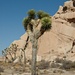 die typischen Yucca-Bäume vom Joshua-Tree. Meine Lieblinge...