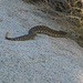 Hey Janine pass ufff! - rief mir Adi zu...Beinahe wäre ich auf das vollgefressene Exemplar einer Rattlesnake getreten, die sich sonnte.