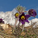21.03.13: Berg-Anemonen mit Stockhorn, auf Trockenrasen Visp, Bergjiweg