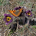 21.03.13: Anemonen mit Schmetterling, Visp, Bergjiweg