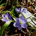 die blauen Blumen, welche ich so schätze
(Leberblümchen und Zweiblättriger Blaustern)