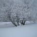 Schnee und Frost gezeichneter Baum