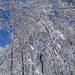 verschneiter Buchenwald unter strahlend blauem Himmel