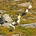 Die Schafe von gestern kommen vom Berg hinunter