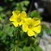 Gelbe Blume No1