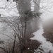 Auf dem Rückweg von Gibel nach Niederrickenbach. Der nebel war an den Bäumen festgefroren.