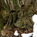 originelle Baum(strunk)-Strukturen