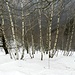 schöne Birkenhaine säumen den Weg zur Alpe della Bolla