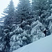 Spurarbeit im Winterwald