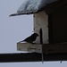 Vogelhäuschen auf der Terrasse des Laberhauses<br /><br />Ucelliera sulla terrazza del Laberhaus