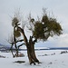 Alter Obstbaum mit Misteln