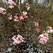 auch hier litten die Blüten;<br />der erwartete Frühling blieb aus ...