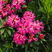 3. Tag:  Alpenrose (Rhododendron hirsutum)