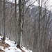 <b>Quanta legna c’è in Ticino: è una delle poche risorse naturali che abbondano nel nostro cantone! </b>