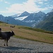 Wildspitze mit Kuh