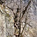 Kastanien-Methusalem von Alp Grèd