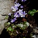 Leberblümchen