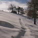 tracce ricoperte dalla fresca neve di sabato.....tutta da battere