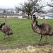 ausgangs Dorf Niederbipp sind diese zwei Emus zu Hause