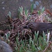 Amsel (Turdus merula) bei der Materialsuche für den Nestbau.<br /><br />Merlo (Turdus merula) alla ricerca di materiale per la costruzione del suo nido.