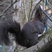 Ein Eichhörnchen (Sciurus vulgaris) bedient sich am Vogelfutter<br /><br />Uno scoiattolo si serve del becchime.