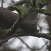 Freches Eichhörnchen (Sciurus vulgaris) im Zwetschgenbaum<br /><br />Uno scoiattolo impertinente nel prugno