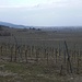 Blick über die Weingärten nach Baden, links der Anninger
