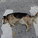 Uno dei tanti cani randagi a Bariloche