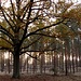 lichter Wald