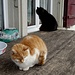 ... auf Vorderi Schmidematt zu;<br />die Katzen kommen mir doch [http://www.hikr.org/gallery/photo715543.html?post_id=46872#1 bekannt] vor - und der schwarze Kater guckt wieder hinein ...