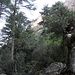herrliche Kiefern