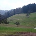 Bucheneggstrasse und darüber der Waldi/Langenberg-Forchbüel-Sporn. Ich habe den Waldrand von links erreicht.