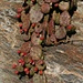 Gemeiner Feigenkaktus (Opuntia humifusa) mit eindrücklichem Fruchtbestand.