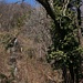 Von Kletterpflanzen umrankter Baum in Valpiana.