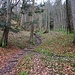 Schön führt der Denzlerweg durch den Früh-Frühlingswald.