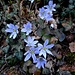 Abertausenden der so gefälligen Leberblümchen begegnen wir ...
