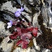 hier fällt besonders das spätherbstlich rote Blatt des Leberblümchens auf 