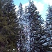 L'ultima neve tra poco precipiterà da queste belle conifere.