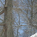 aprile.....alberi vestitii di bianco.......