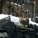 Il Gallo della Gallinera...............
