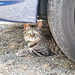 .....che bel gatascio......gatascio Gombese.....specie autoctona rara....