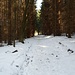 Im Wald liegt immer noch Schnee, stellenweise 20 Zentimeter hoch