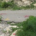 im Aufstieg hier nicht nach links, sondern über die Strasse und etwa fünf Meter nach rechts.